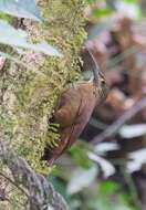 Image of Strong-billed Woodcreeper