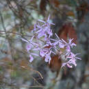 Слика од Encyclia adenocaula (Lex.) Schltr.