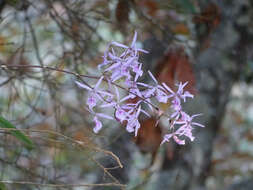 Слика од Encyclia adenocaula (Lex.) Schltr.