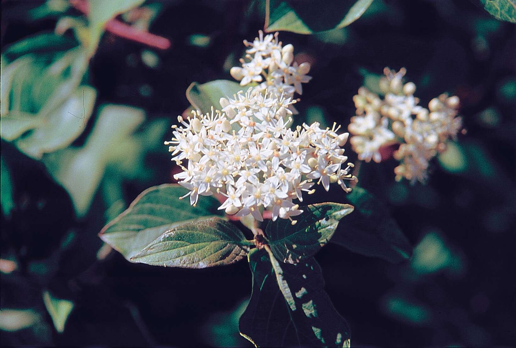 Image of redosier dogwood