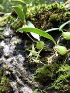 Image of Bulbophyllum bifurcatoflorens (Fukuy.) J. J. Verm., Schuit. & de Vogel