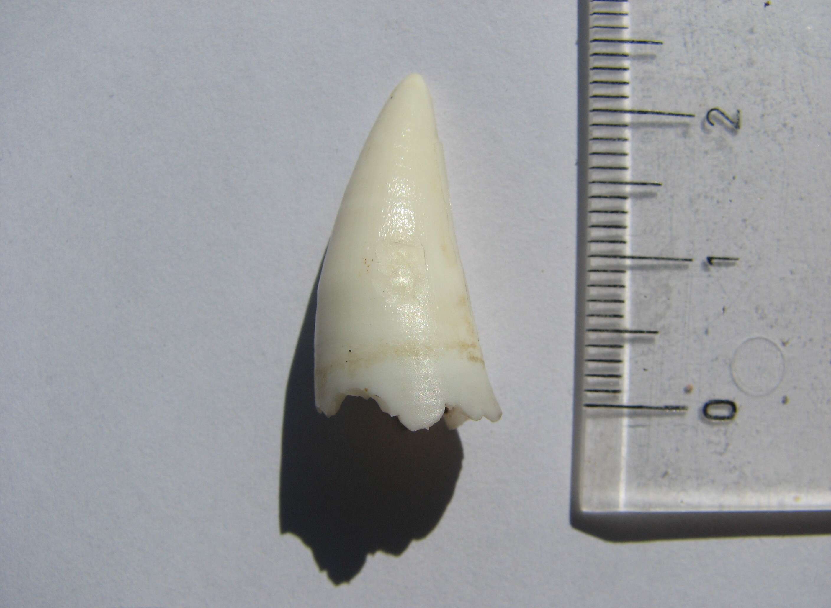 Image of Osteolaemus