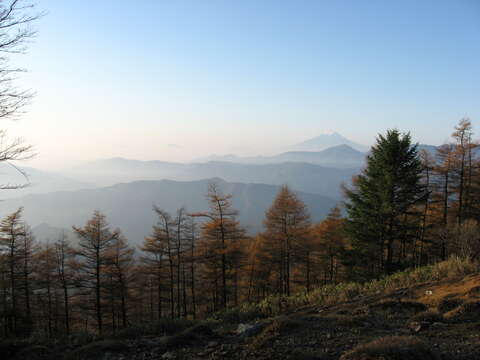 Image of Japanese Larch