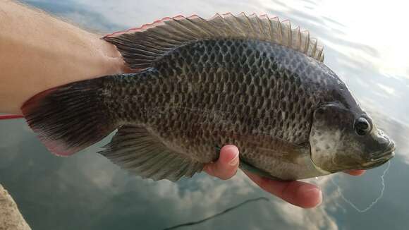 Image of Mozambique Tilapia