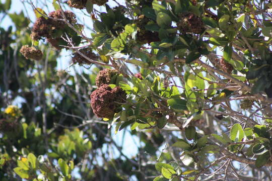 Imagem de Syzygium cordatum subsp. cordatum