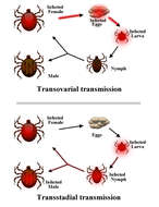 Image of Ixodes Latreille 1795