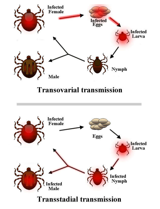 Image of Ixodes Latreille 1795