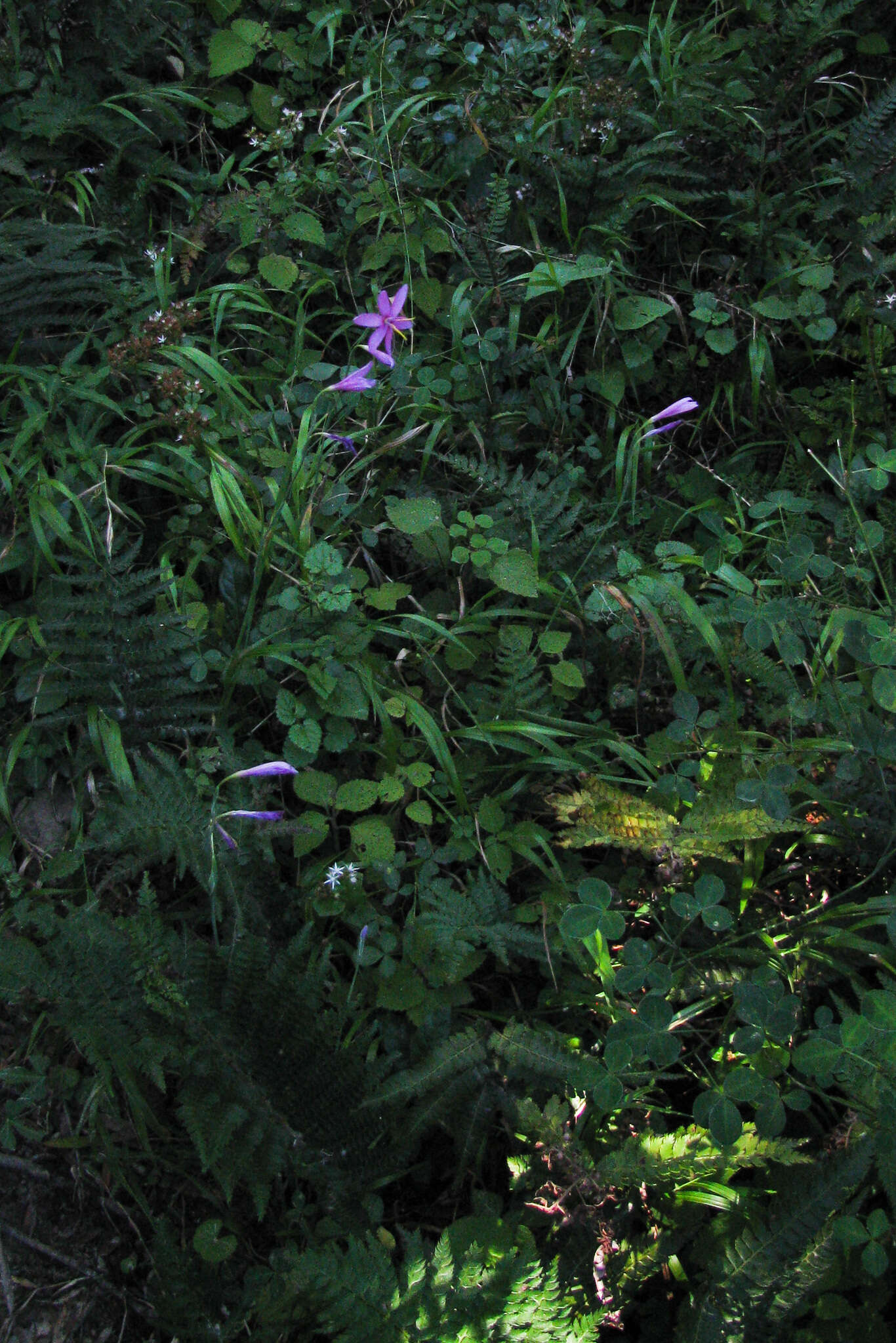 Plancia ëd Hesperantha baurii Baker