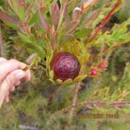 Sivun Leucadendron loeriense I. Williams kuva