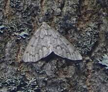 Image of False Hemlock Looper