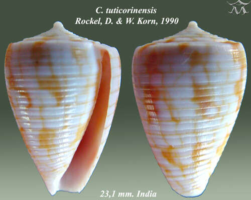 Image of Conus tuticorinensis Röckel & Korn 1990
