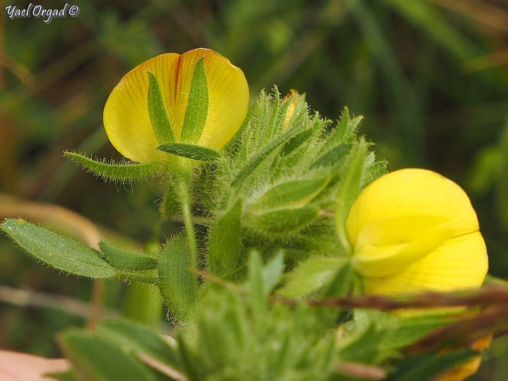 Ononis pubescens L.的圖片