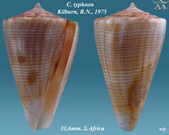 Image de Conus typhon Kilburn 1975