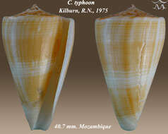 Image de Conus typhon Kilburn 1975