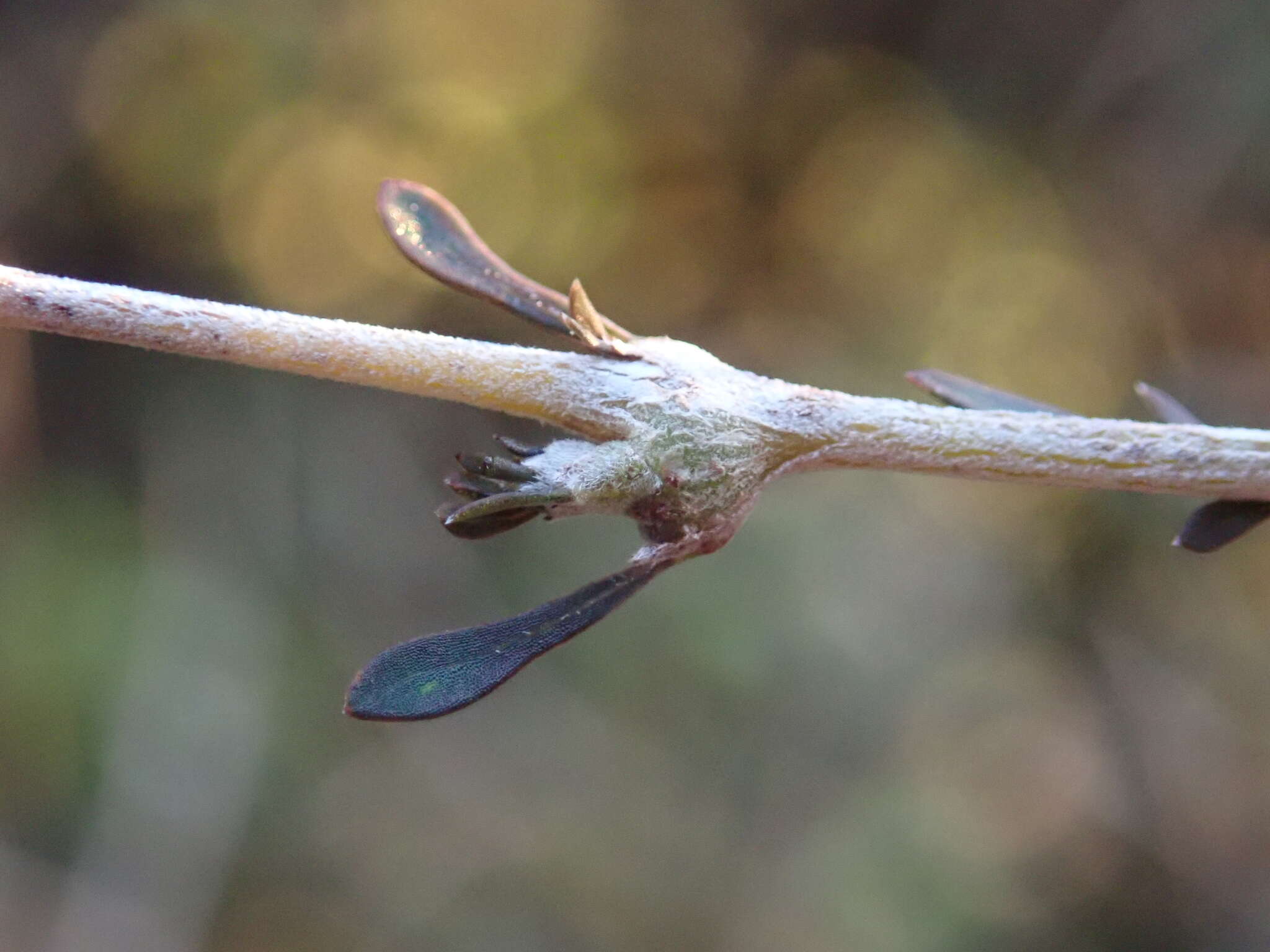 Image of Coprosma virescens Petrie