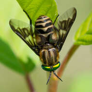 Image of Chrysops divaricatus Loew 1858