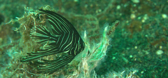 Image of Humpback batfish