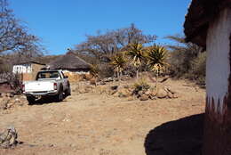 Image of Aloe rupestris Baker