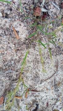 Image of Eragrostis boinensis A. Camus