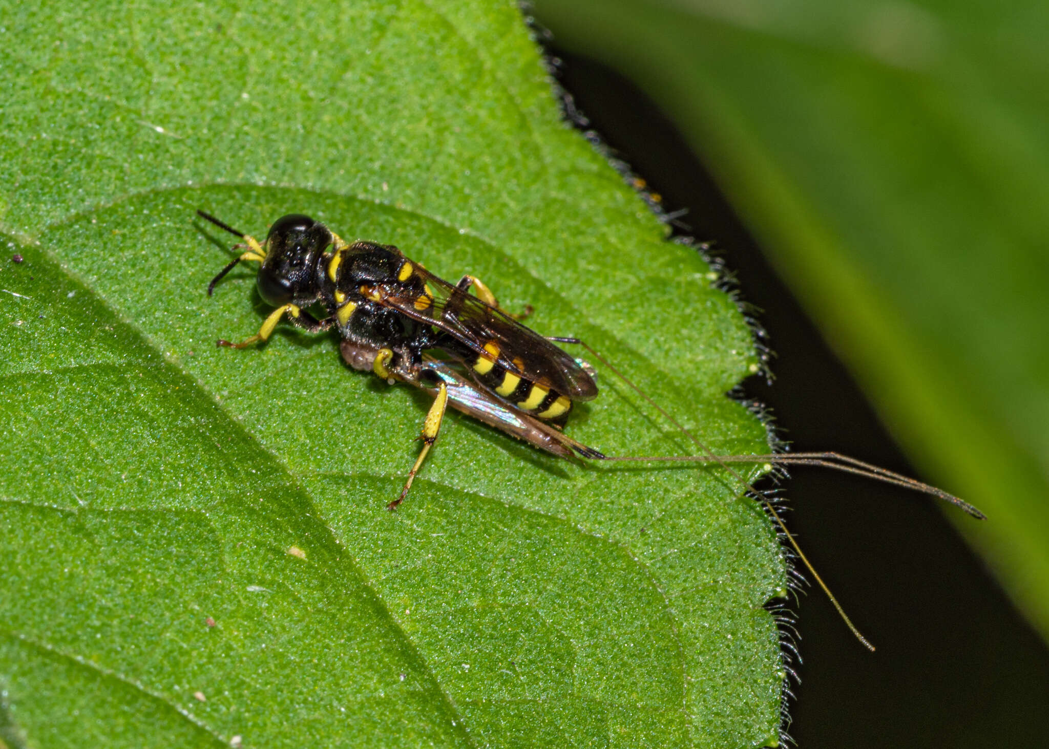 Image of Crossocerus nitidiventris (W. Fox 1892)