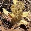 Image of Parish's broomrape