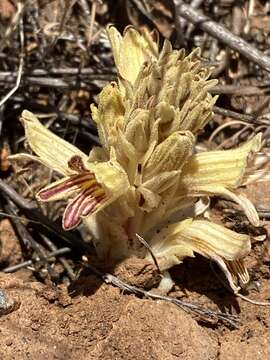 Image of Parish's broomrape