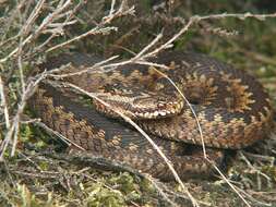 Image of Adder