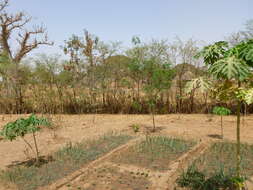 Plancia ëd Vachellia nilotica