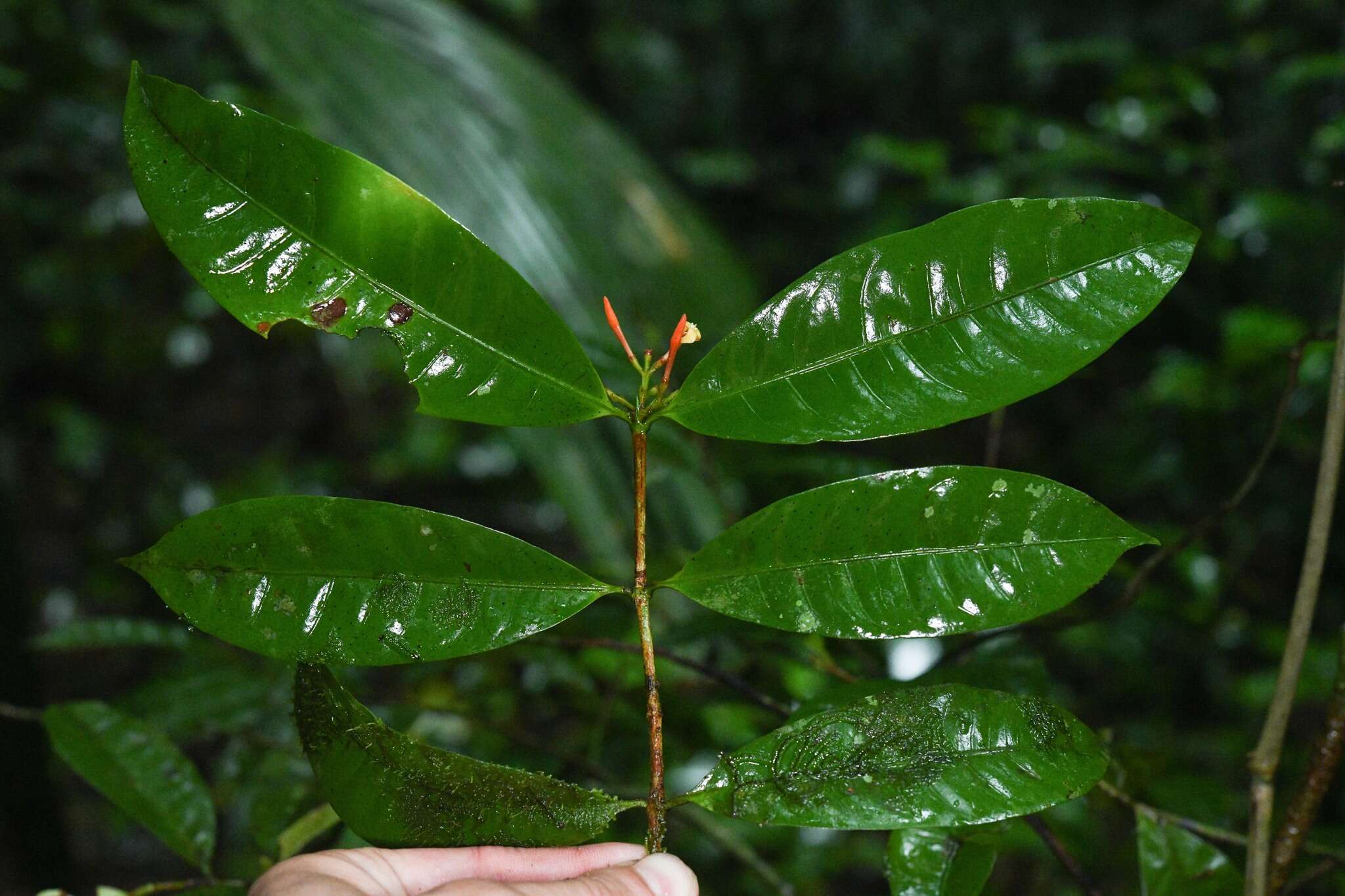 Image of Ixora aluminicola Steyerm.