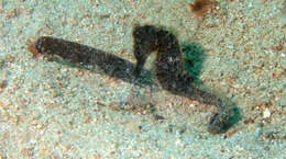 Image of Common seahorse