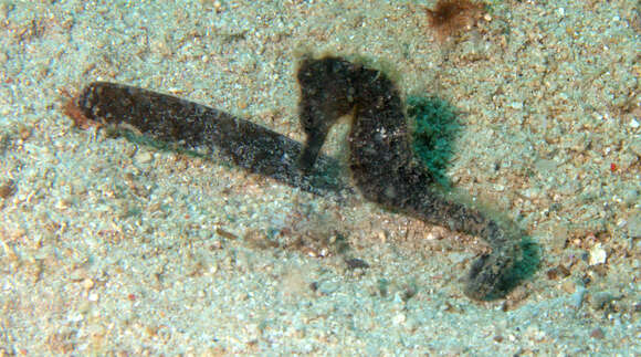 Image of Common seahorse