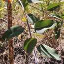 Image of Eucalyptus miniata A. Cunn. ex Schau.