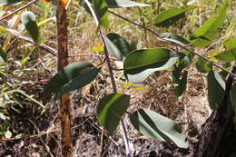 Image of Eucalyptus miniata A. Cunn. ex Schau.