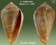 Image of Conus unifasciatus Kiener 1850