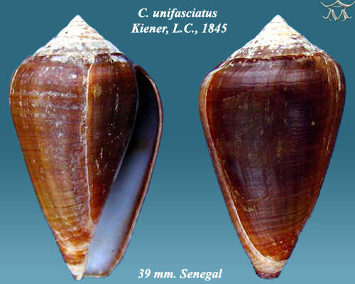 Image of Conus unifasciatus Kiener 1850