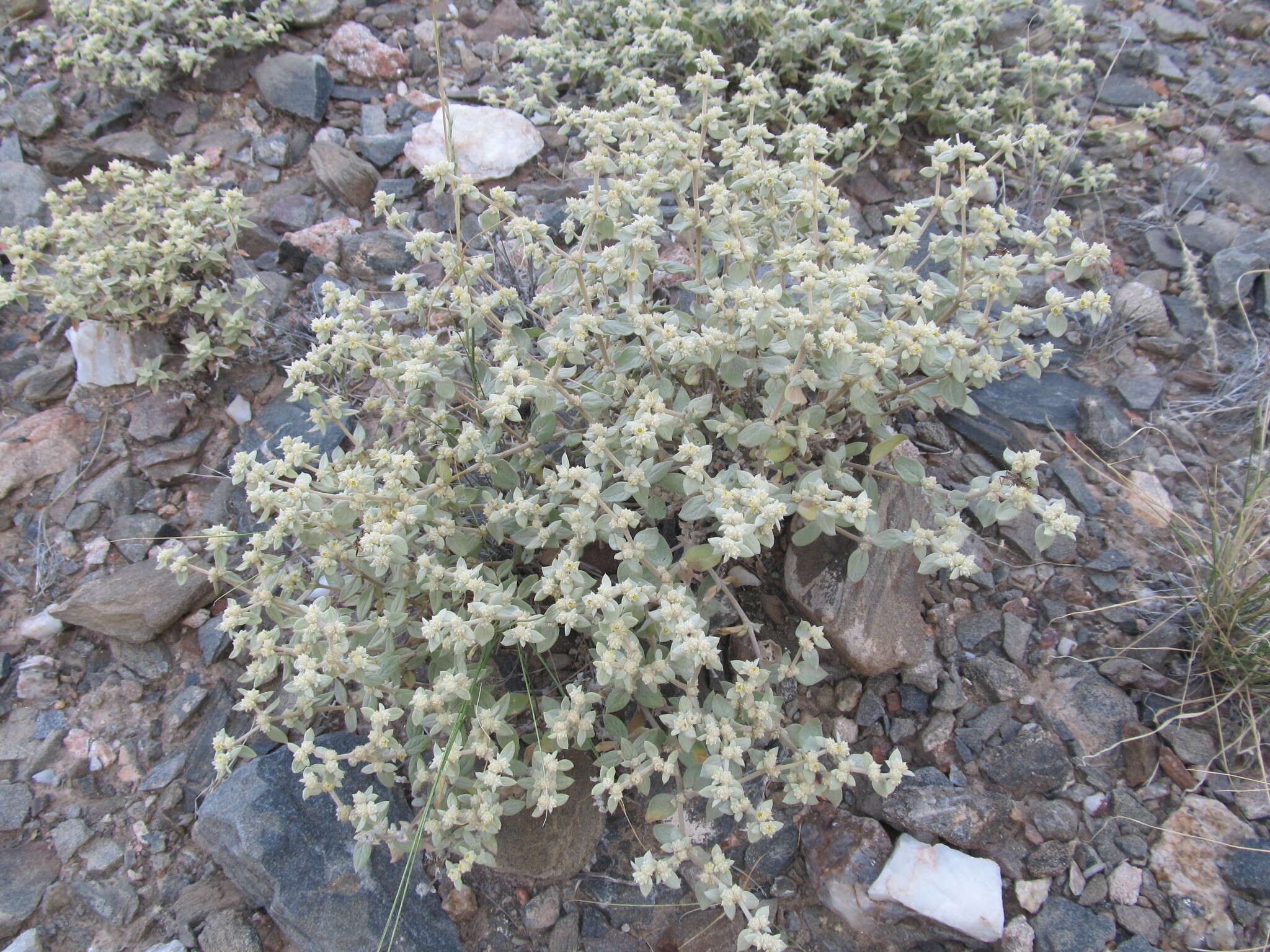 Image of Gomphrena mendocina (R. Phil.) R. E. Fries