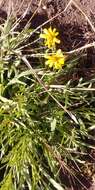 Image of Senecio brigalowensis I. Thomps.