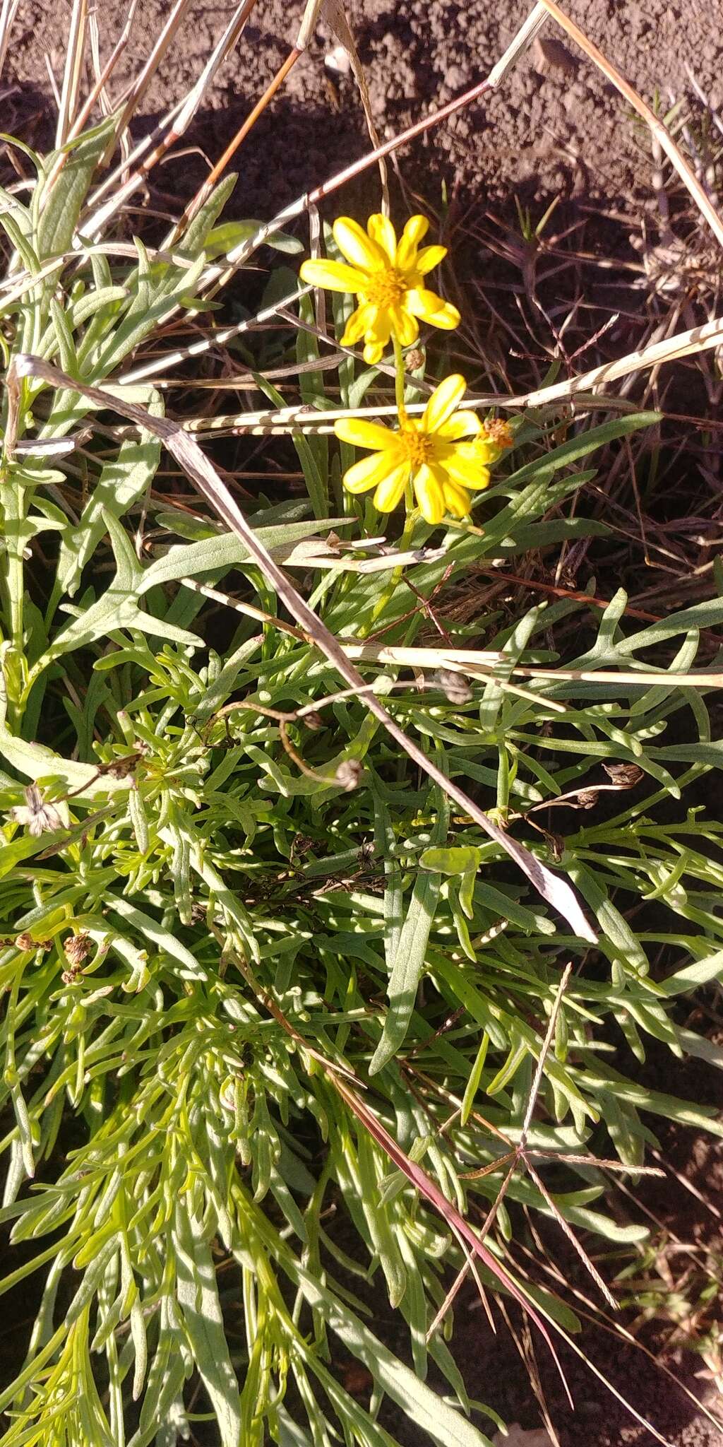 Plancia ëd Senecio brigalowensis I. Thomps.