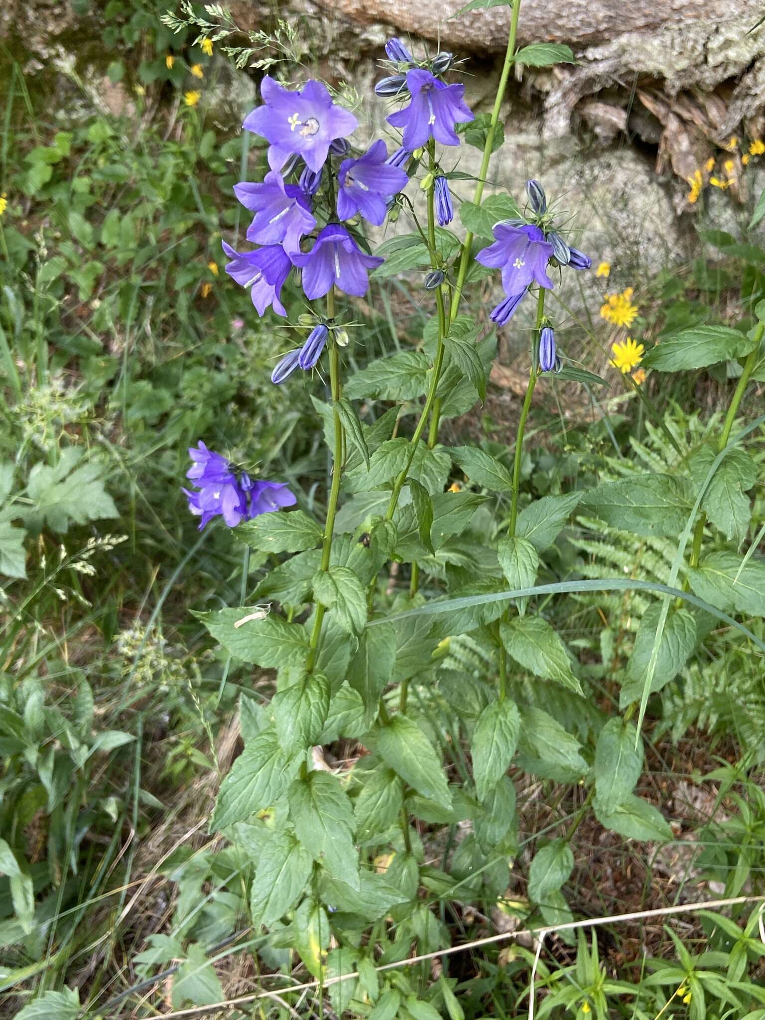 Image of Campanula rhomboidalis L.