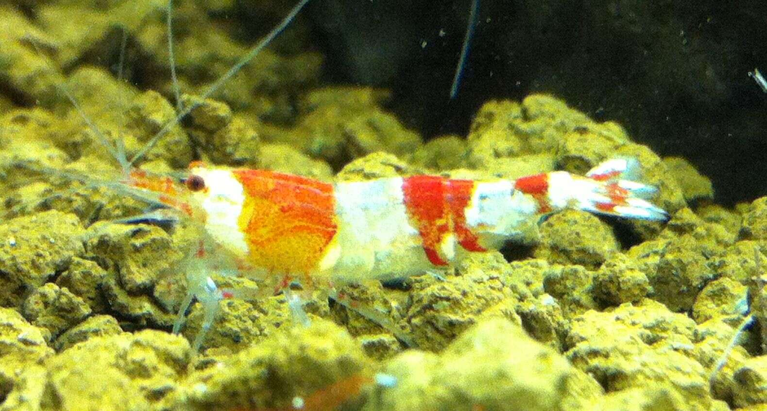 Image of Caridina cantonensis