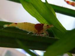 Image of Caridina cantonensis