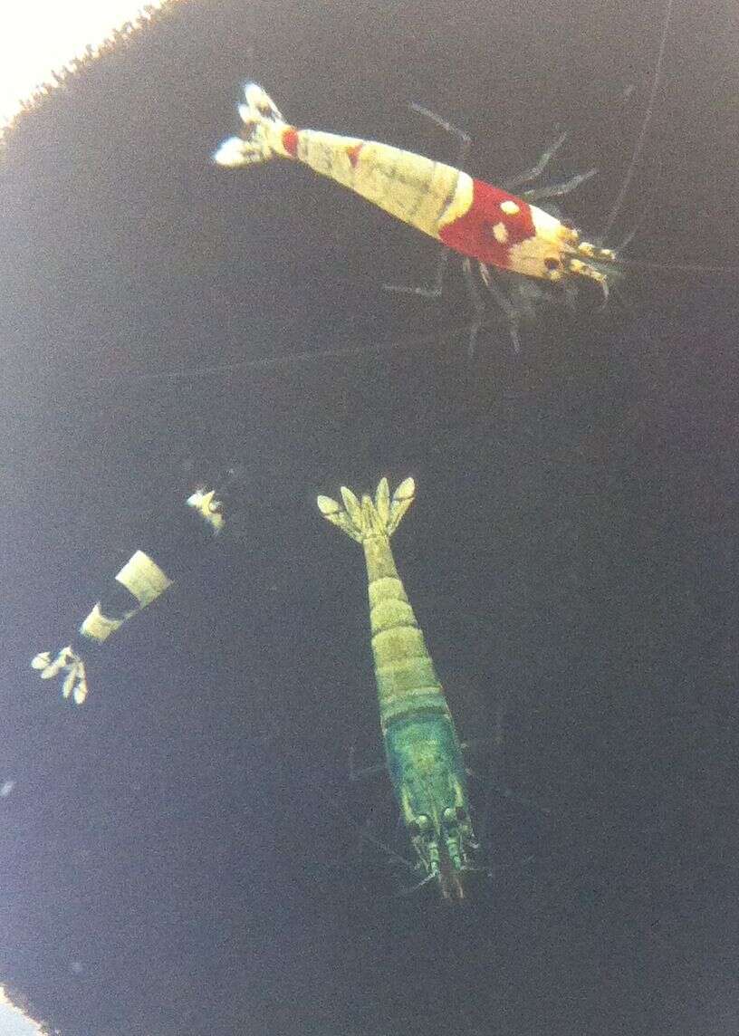 Image of Caridina cantonensis