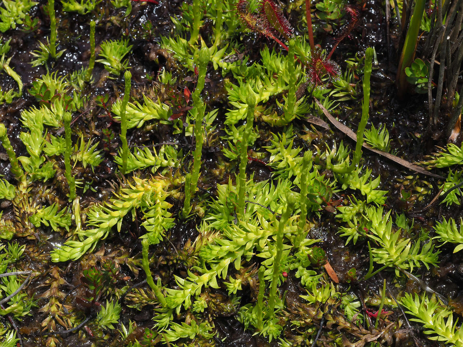 Image of slender clubmoss