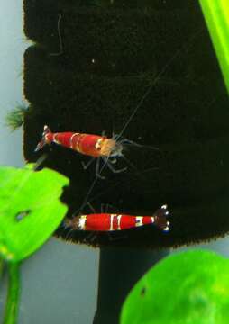 Image of Caridina cantonensis