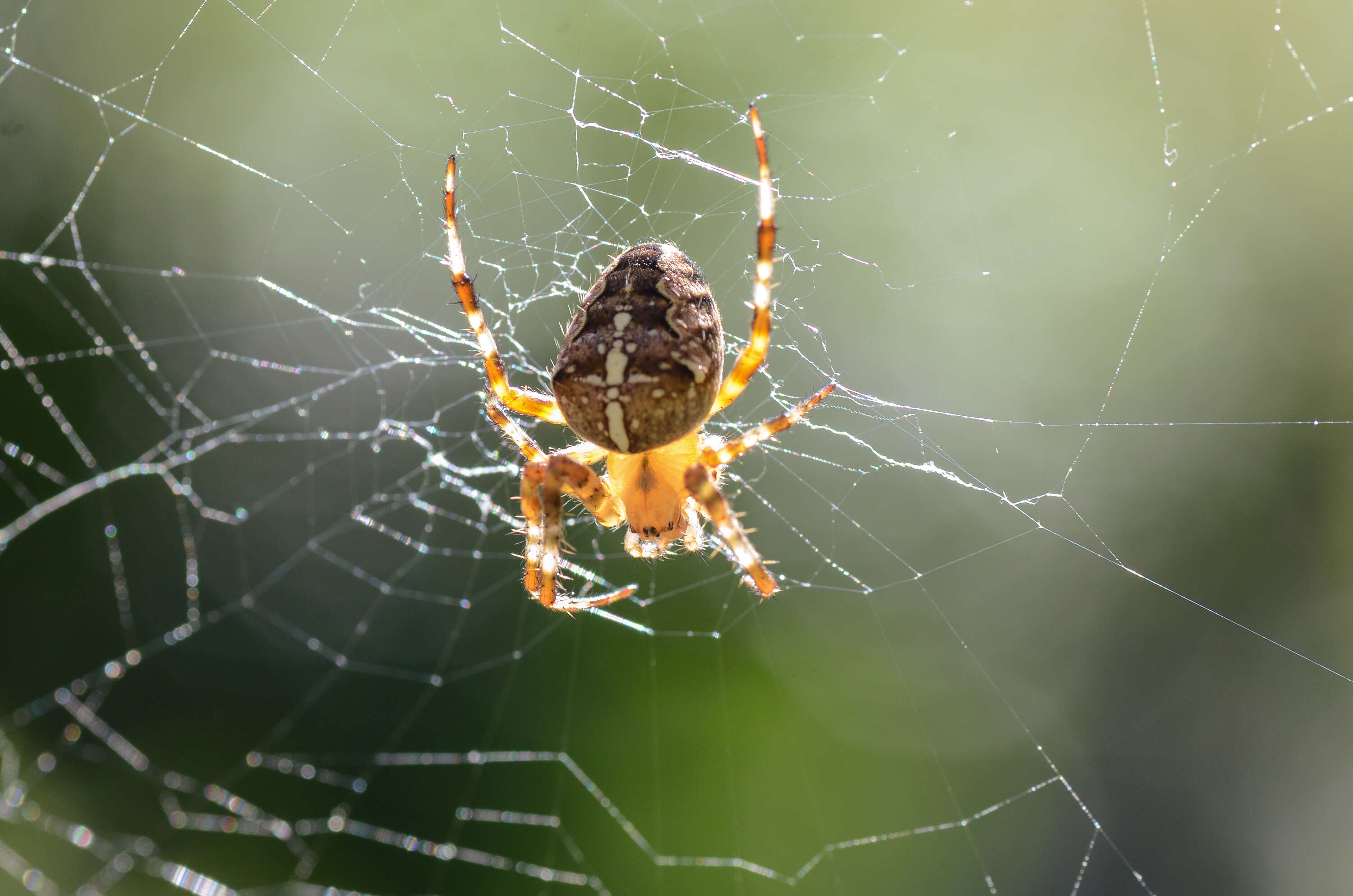 Image of Garden spider