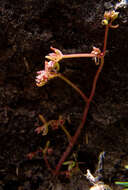 Image of Crassula vaillantii (Willd.) Roth