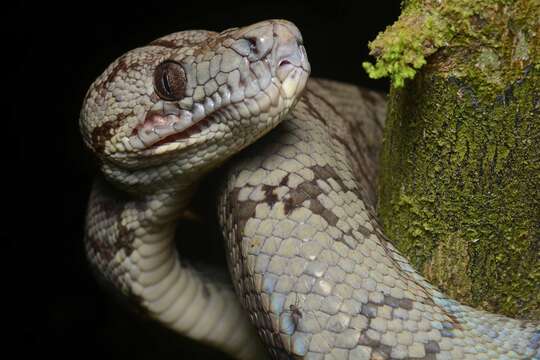 Image of Amazon Tree Boa