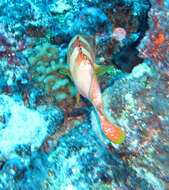 Image of Banded Reed Cod