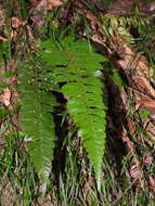 Image de Polystichum prionolepis Hayata