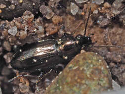 Plancia ëd Bembidion (Chlorodium) pygmaeum (Fabricius 1792)